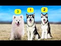 HUSKY TYPES 10 TYPES OF HUSKIES