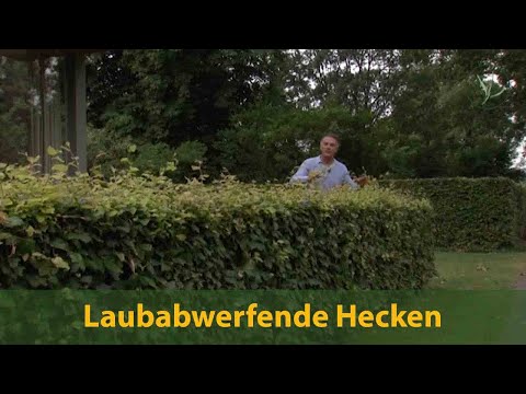 Laubabwerfende Heckenpflanzen mit nackter Wurzel
