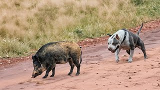 When Animals Messed With The Wrong Opponent !