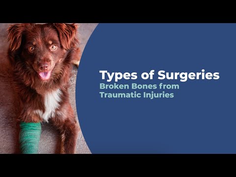 Broken Bones from Traumatic Injuries in Pets  | Types of Surgeries | Capital Animal Hospital