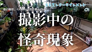 【観葉植物】植物部屋にある植物たちに水をあげるだけの動画・・・しかし、撮影中に怪奇現象？