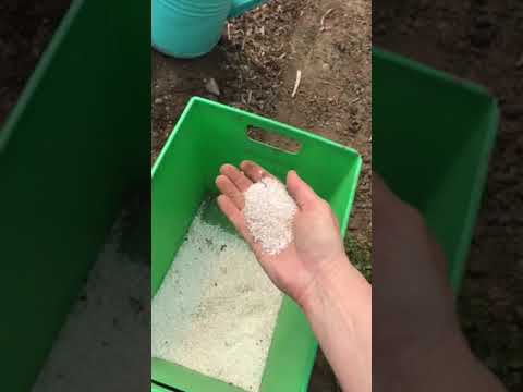 tomatoes and epsom salt