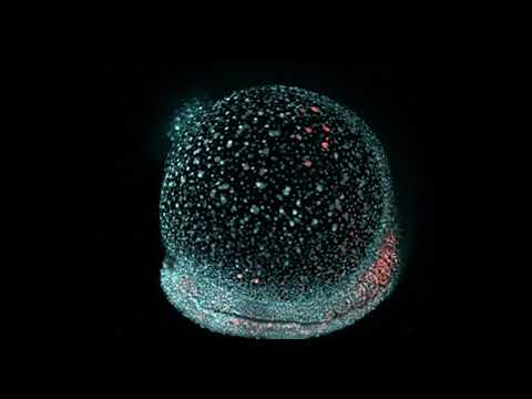 Tracing neuromesodermal progenitors in zebrafish