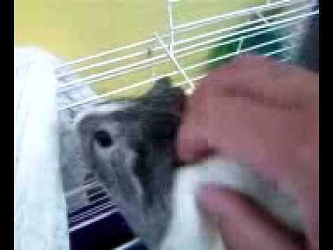 Squeal like a guinea pig.mp4