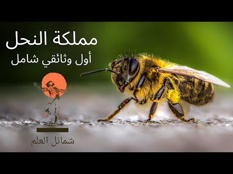 , title : 'النحلة 🐝 تفسير مبسط عن النحل والعسل'
