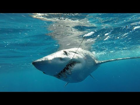 IFISH Monster Mako Sharks