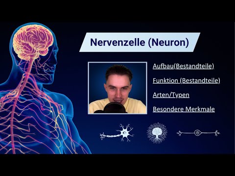 Nervenzelle (Neuron) erklärt - Aufbau, Funktion, Arten/Typen und Besonderheiten