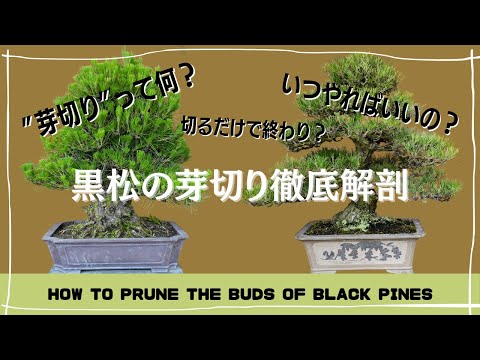 盆栽:切り方のコツ トピックス