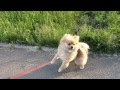 Dasha (LoL)-гуляю с собакой 