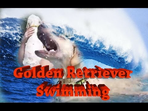 Golden Retrievers' First Swim