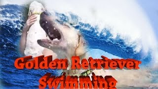 Golden Retrievers' First Swim