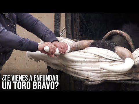 Enfundar a un TORO BRAVO en la ganaderia de Toros Bravos ELADIO VEGAS, con Eladio y Sergio Vegas