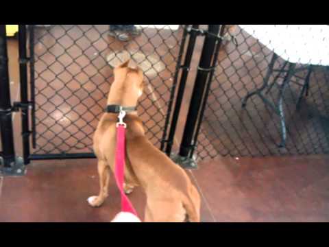 Taz & George the Cat