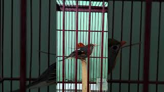 Download lagu Pancingan Robin burung legendaris suara merdu mp3