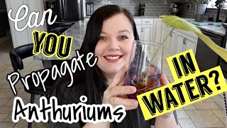 Can you Propagate Anthuriums in Water?