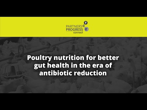Poultry nutrition for better gut health in the era of antibiotic reduction