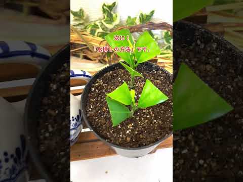 サボテンの挿し木方法 水中で挿し木しない多肉植物 