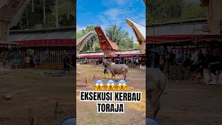 Download lagu VIRAL😱‼️ how to execute the Toraja buffalo/Ma'Tinggoro Tedong mp3