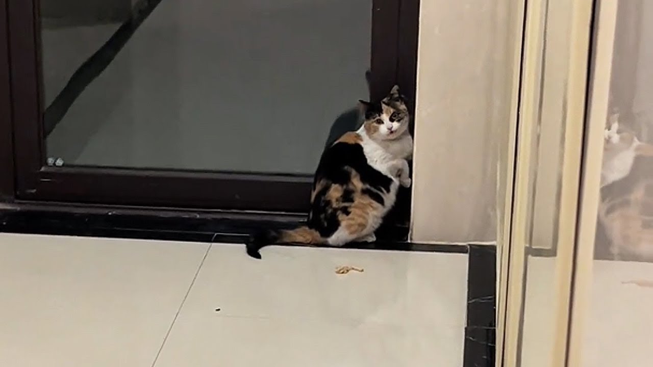 I'm so sorry... I shouldn't have brought you home.