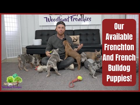 Our Available Frenchton And French Bulldog Puppies!
