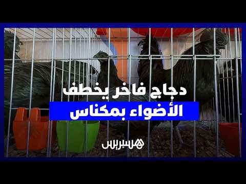دجاج فاخر يخطف الأضواء بمكناس 