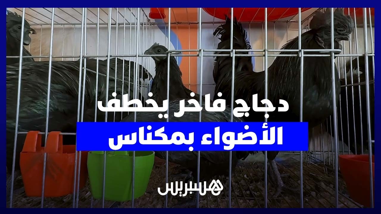 دجاج بآلاف الدراهم وسلالات نادرة تخطف الأنظار في المعرض الدولي للفلاحة بمكناس thumbnail