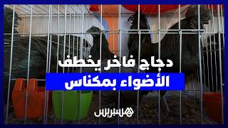 دجاج بآلاف الدراهم وسلالات نادرة تخطف الأنظار في المعرض الدولي للفلاحة بمكناس thumbnail