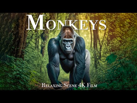 Monkeys & Primates 4K - Scenic Wildlife Film With Calming Music