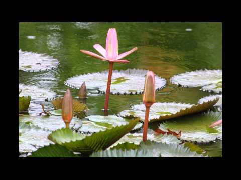 Point Seraphine, St. Lucia