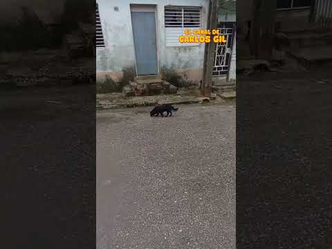 CUBA SE EXTRAÑA (REGLA, LA HABANA CUBA)