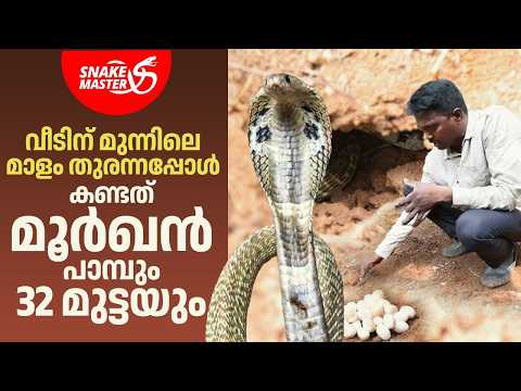 നാട്ടുകാരുടെ ഉറക്കം കെടുത്തിയ മൂർഖനെ പിടികൂടി, 32 മുട്ടയും കിട്ടി | Snakemaster EP 1168
