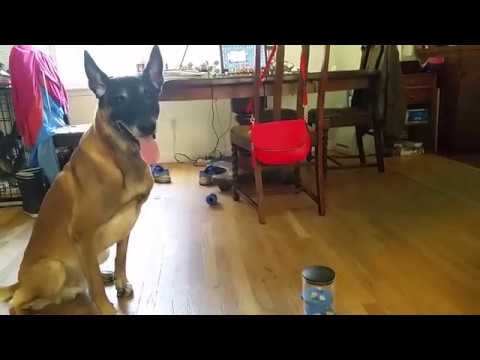 Saju and the Food Puzzle