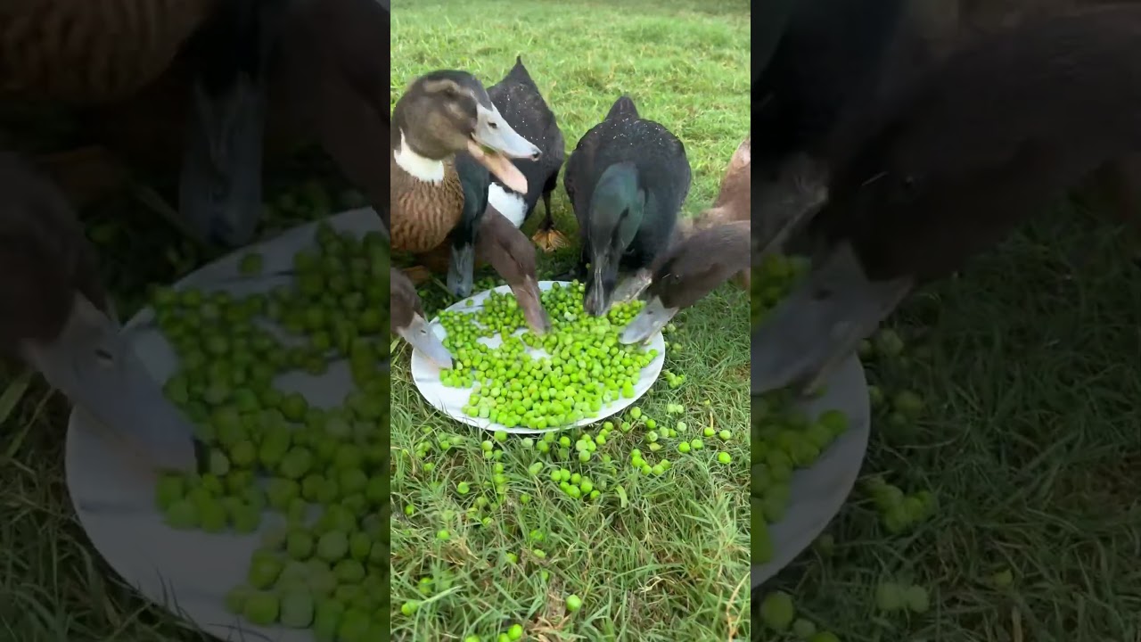 Eenden die erwten eten deel 12 #gek #gezond #grappig #schattig #natuur