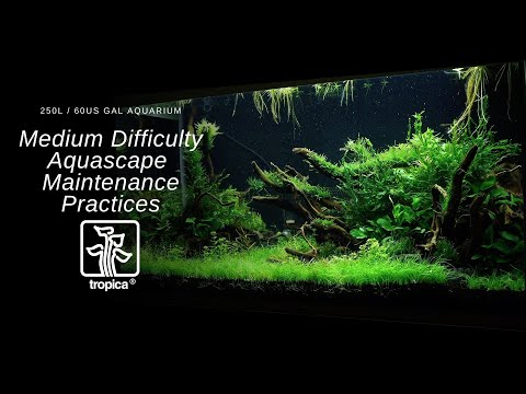 Medium Difficulty Aquascape | Maintenance practices | Interzoo 2022