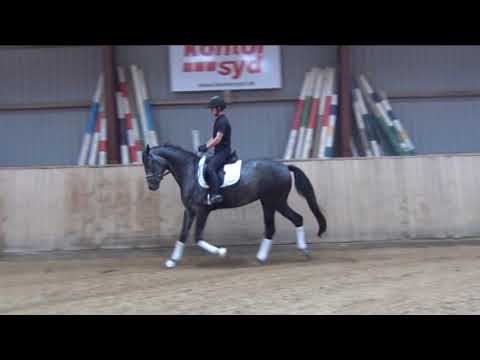 Mare - born 2014 (Fidertanz / Blue Hors Romanov / Induc)