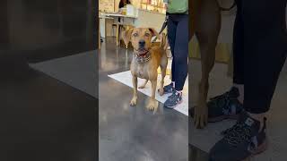 Video preview image #1 Mutt Puppy For Sale in Holly Springs, NC, USA