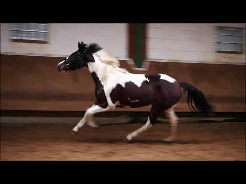 3j Stute v. Rubin Royal