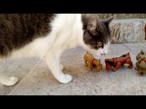 Chi 6 meses depois - ex Siria