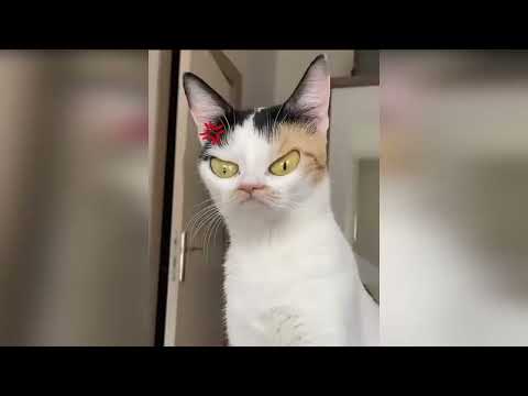 funniest cats and dogs -funny cats and animal