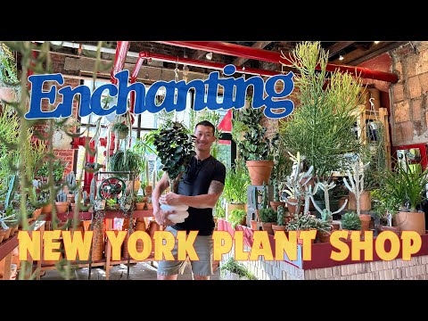Plant Shop in Brooklyn 🇺🇸 Brimming With Passion & Creativity + Plant Recommendations for Apartments