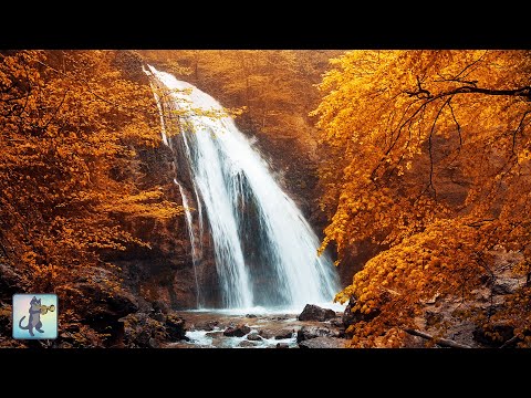 12 HOURS of Autumn Forest Waterfall 🍂🍁 Beautiful Nature Scenery & Waterfall Sounds (No Music)