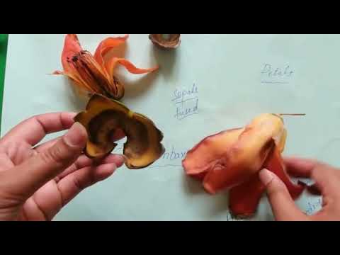 Explore the flower of sumbal#shootonsamsunggalaxy #bombaxceiba #partsofflower #shorts