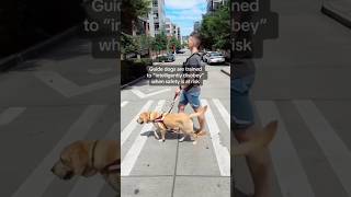 Guide dog helps blind man cross a street #shorts