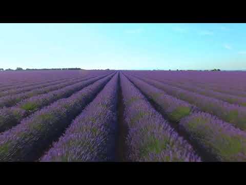 Amazing Colors of Spring Flowers and Fall Leaves & 4K Nature Relax Video with Nature Sounds