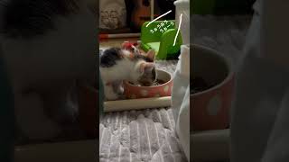 子猫が来て２日目、ご飯盛り盛り食べる