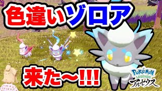 大量発生でヒスイゾロアの色違い発見！かわいい！最高！【ポケモンレジェンズアルセウス/Pokémon LEGENDS女性実況】