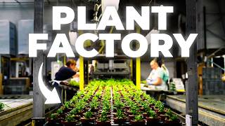 Download lagu How Aquarium Plants Are Made - Inside Tropica’s High-Tech Factory mp3 Download lagu How Aquarium Plants Are Made - Inside Tropica’s High-Tech Factory mp3