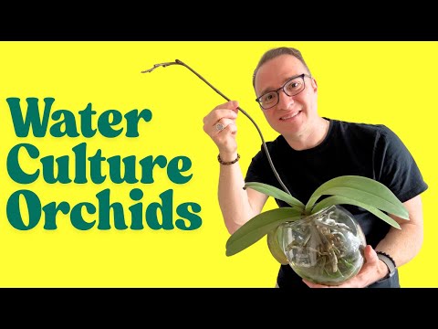 Water Culture Orchids: Converting a plant to partial water culture