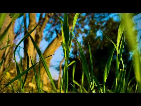 Unveiling Bannu's Natural Symphony: A 4K Cinematic Expedition