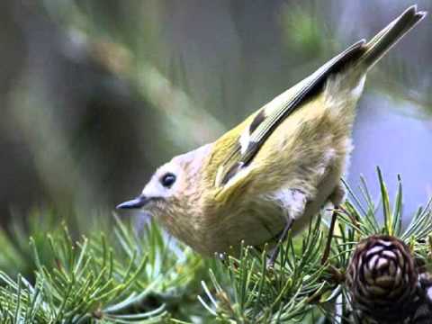 My Choice - Nature Bird Song: Birds found in Malta